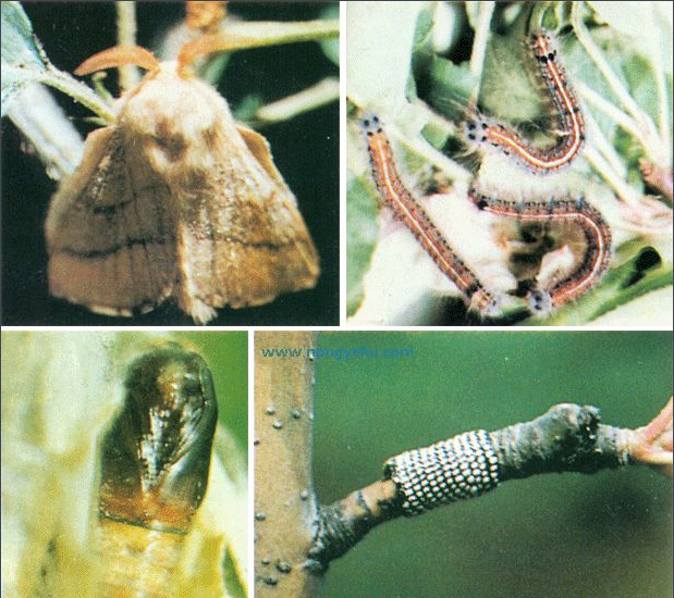 果树、林业树木害虫天幕毛虫简介